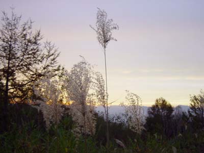 �u�ꍂ���Ɨ[���1